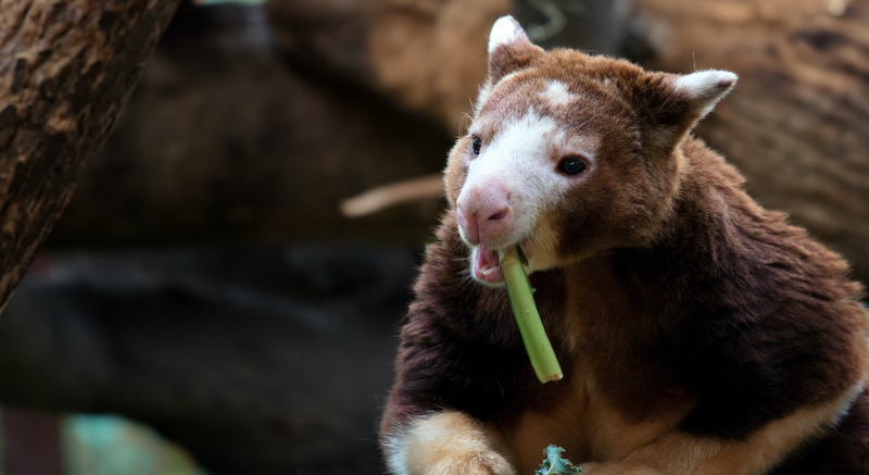 Papua New Guinea’s Tree Kangaroo - Paga Hill Estate - Port Moresby